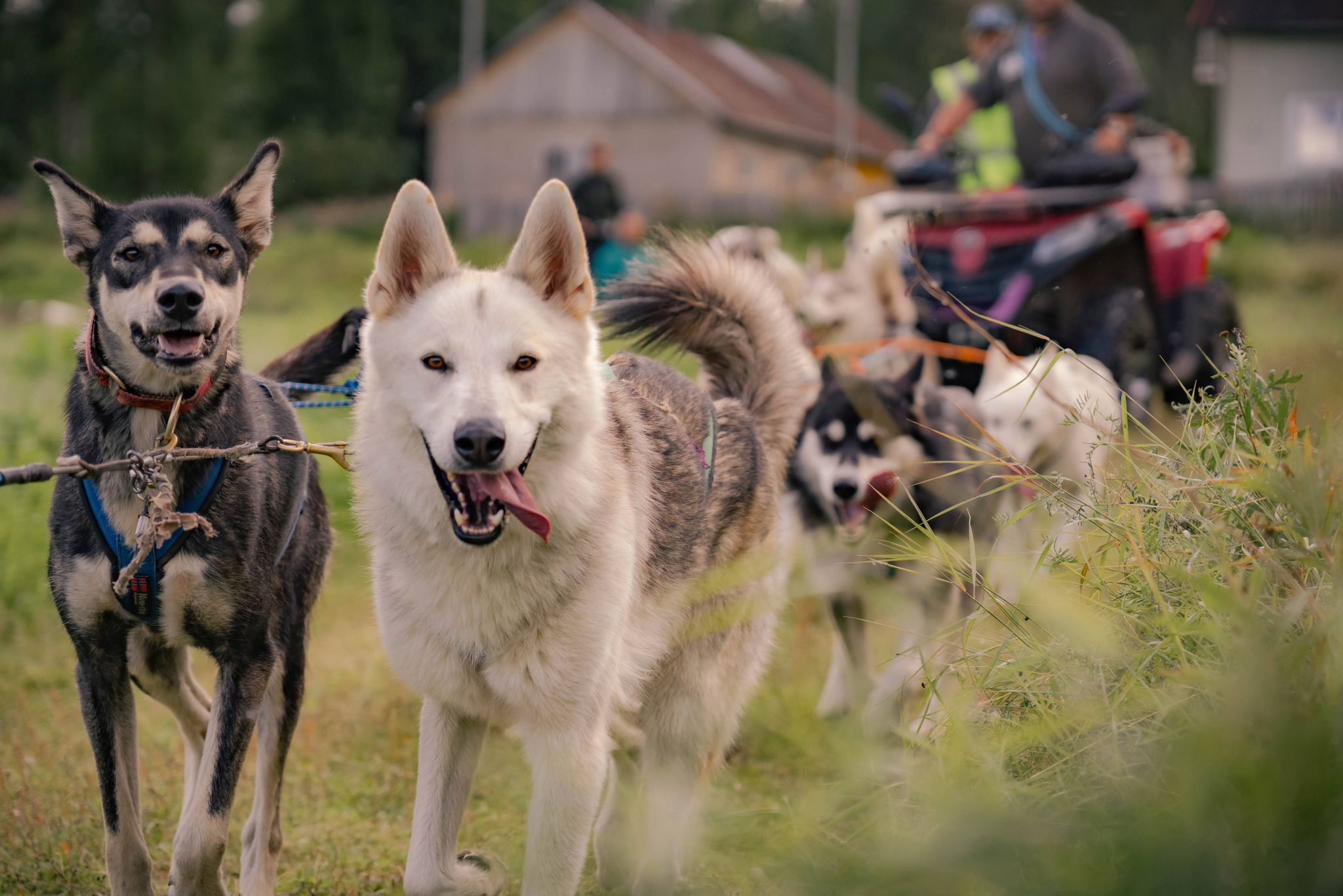 Dry land cart tour mushing experience in Rovaniemi Lapland