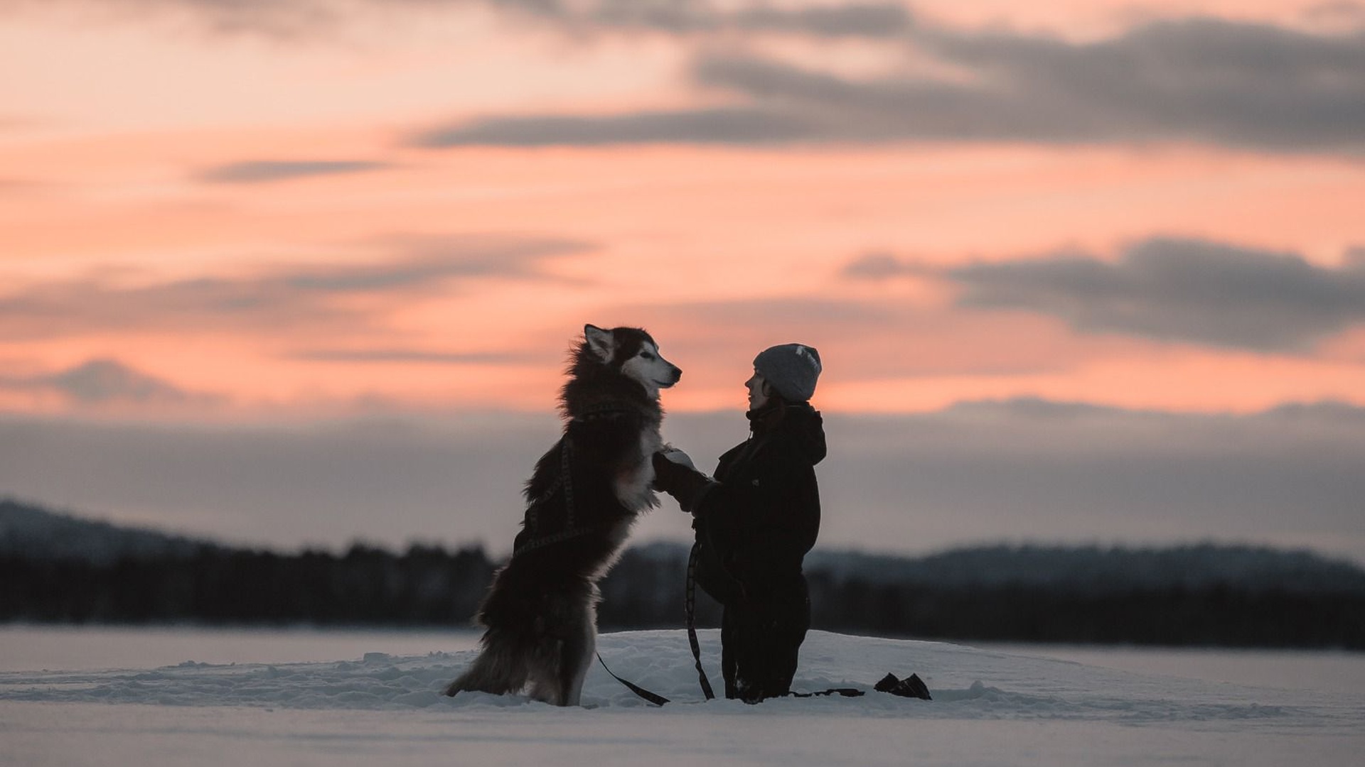 SLED Husky Adventures - Authentic husky experiences in Finnish Lapland