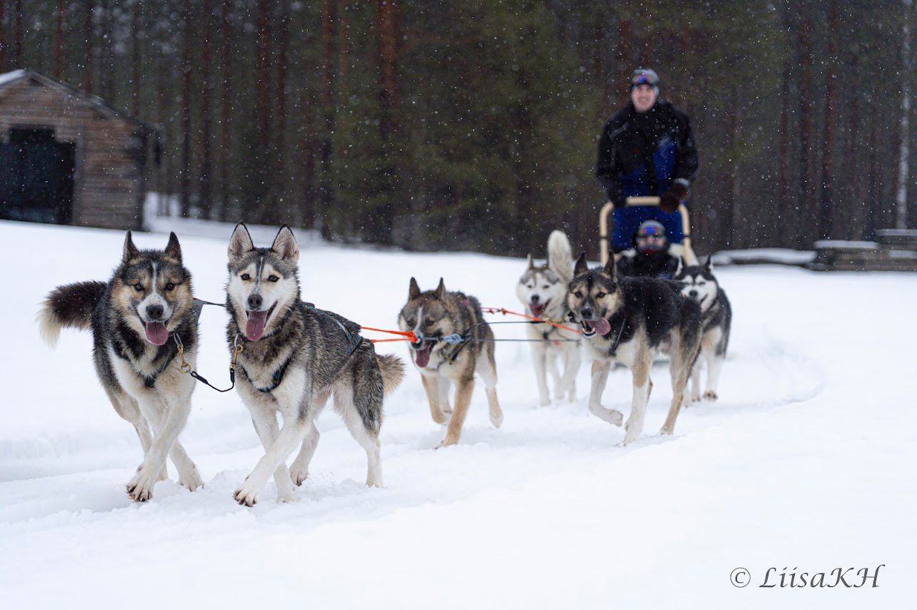 Wilderness church full-day dog sled expedition in remote Lapland