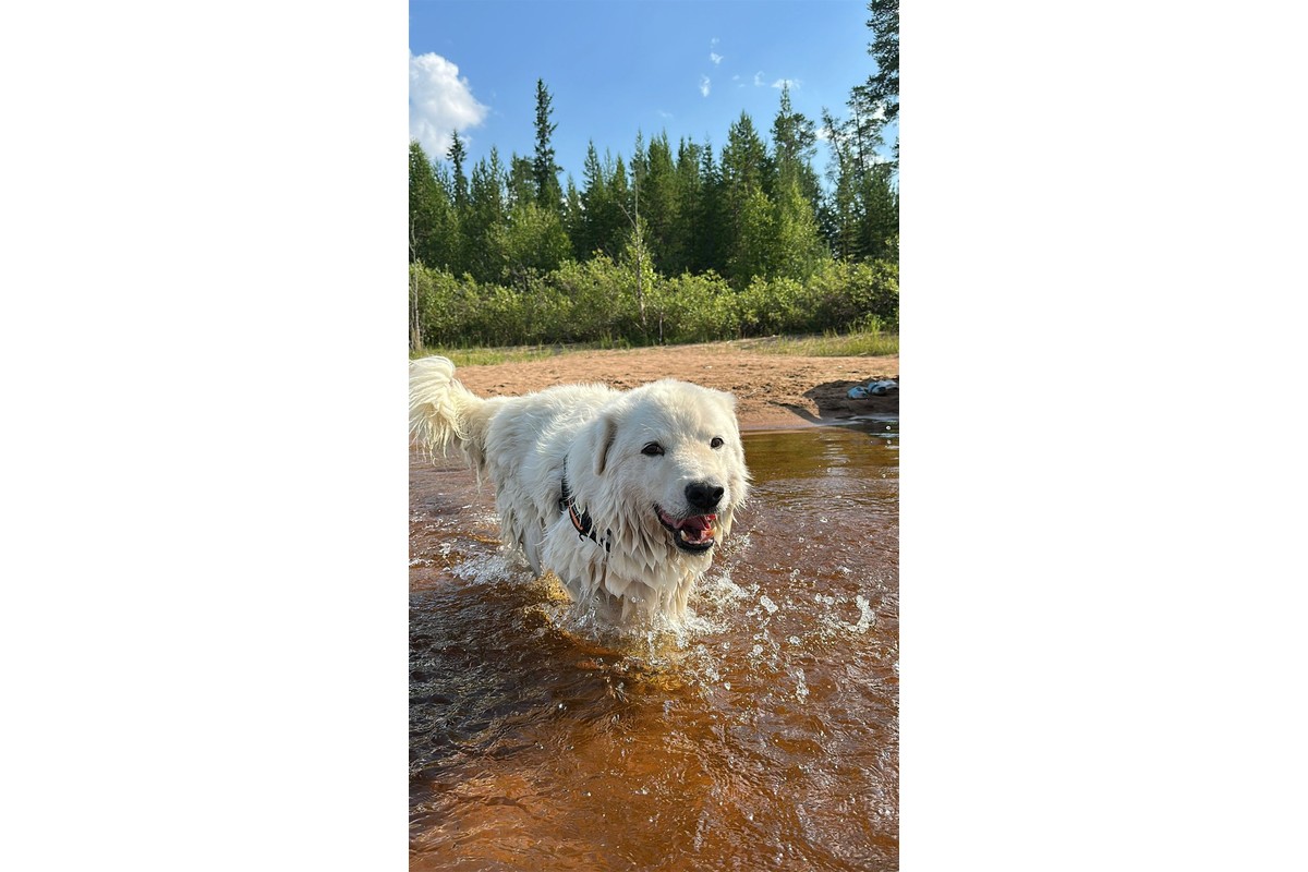 SLED Husky Adventures - Beautiful moments with our husky family