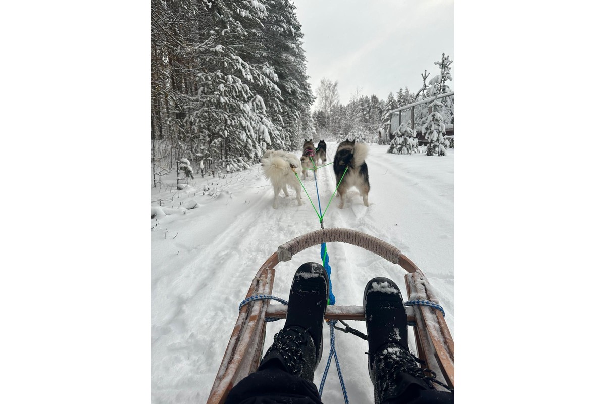 SLED Husky Adventures - Winter wonderland husky tours
