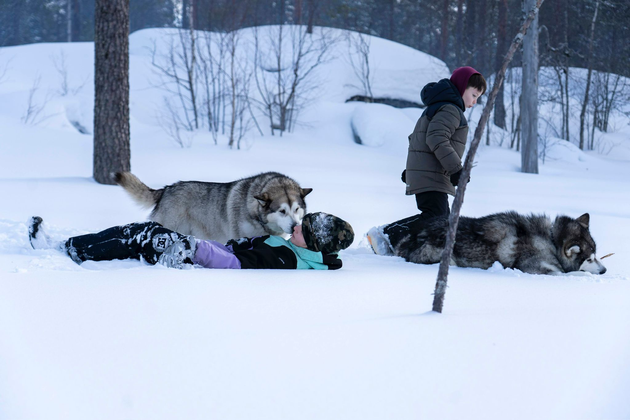 Kennel visit with friendly huskies at SLED Dog Village Rovaniemi