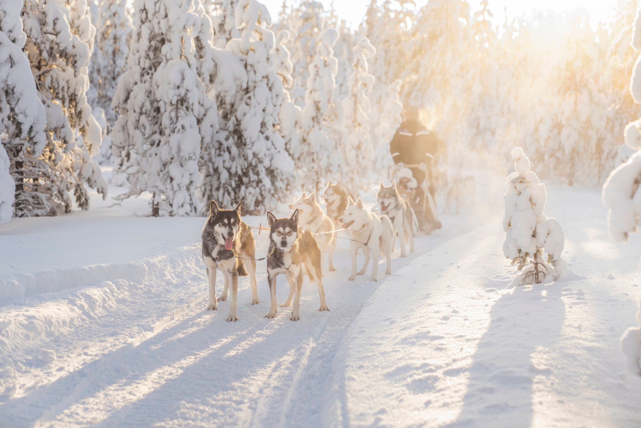 Lake trail dog sledding across frozen lakes in Lapland