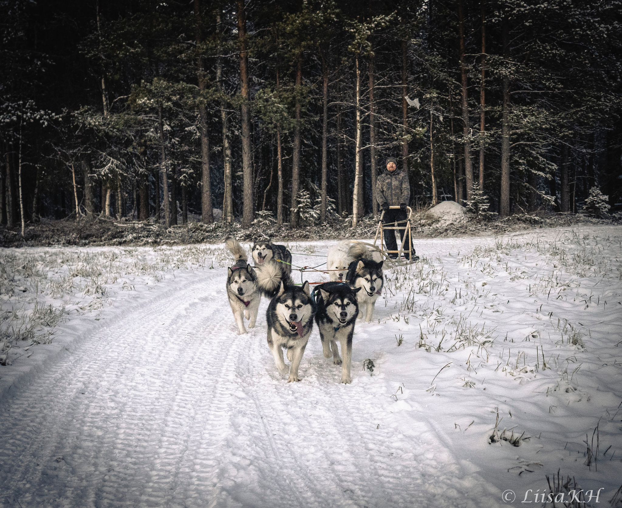 Logging camp trail dog sled adventure through wilderness